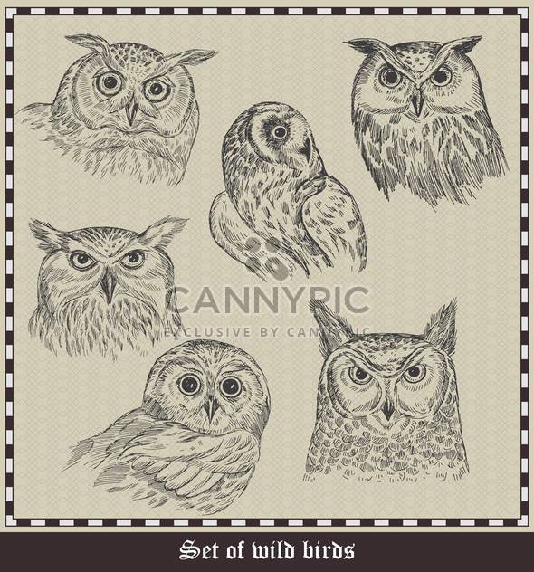 set of hand drawn owls birds illustration - vector gratuit #135048 
